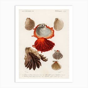 Different Types Of Mollusks, Charles Dessalines D'Orbigny 11 Art Print