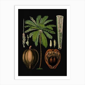 Vintage Bollmann 2 Kokospalme Art Print