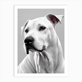 Dogo Argentino B&W Pencil Dog Art Print