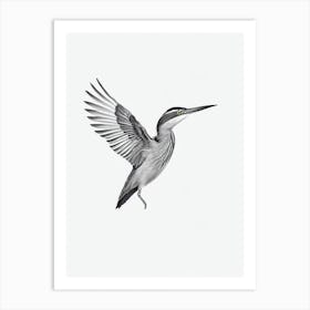 Green Heron B&W Pencil Drawing 1 Bird Art Print