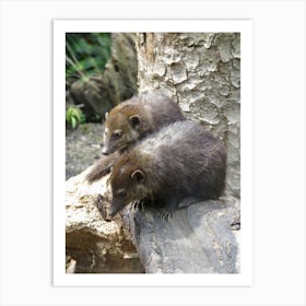 Mammals Animals in the Woodland  Art Print