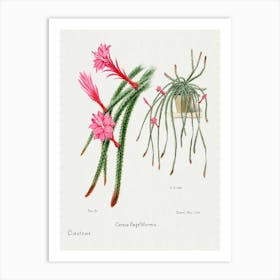 Rattail Cactus, Familie Der Cacteen Art Print