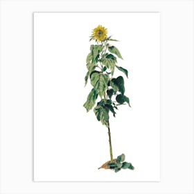 Sunflower Art Print