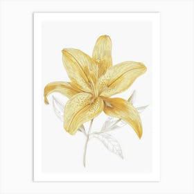 Yellow Lily 11 Art Print