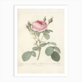 Rose Illustration, Pierre Joseph Redoute (25) Art Print