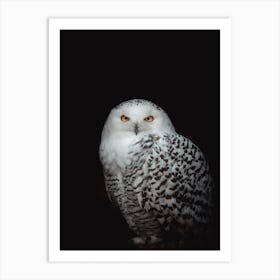 Snowy Owl Art Print