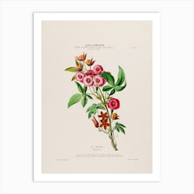 Botanical Illustration Of Flowers 1 Art Print