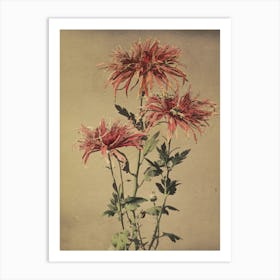 Chrysanthemums 8 Art Print