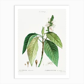 Malabar Nut, Pierre Joseph Redoute Art Print