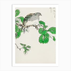 Barbary Dove Art Print