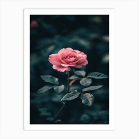 Pink Rose 79 Art Print