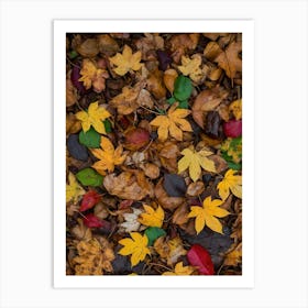 Autumn Leaves Art Print