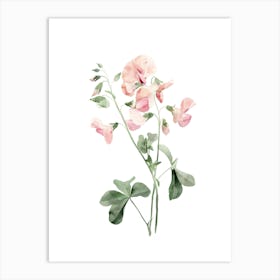 Sweet Peas 1 Art Print