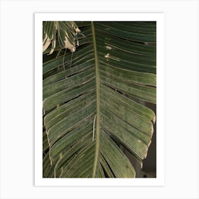 Palm Leaf 2 Art Print