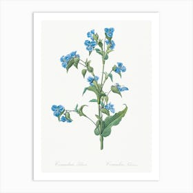 Commelina Tuberosa, Pierre Joseph Redoute Art Print