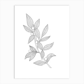 Drawing Of A Tree Branch Art Print