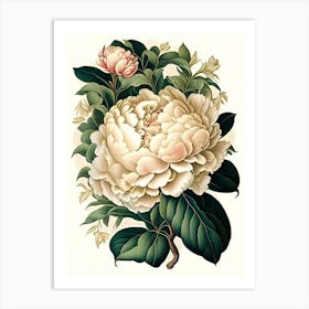 Gardenia Peonies White Vintage Botanical Art Print