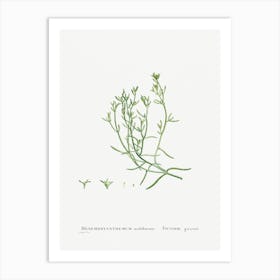 Mesembryanthemum Nodiflorum, Pierre Joseph Redoute 1 Art Print