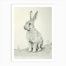 Blanc De Hotot Rabbit Drawing 1 Art Print