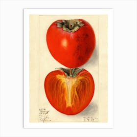 Persimmon Art Print