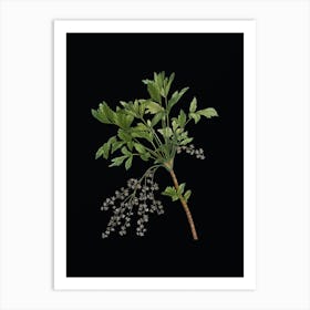 Vintage Shrub Yellowroot Botanical Illustration on Solid Black n.0723 Art Print