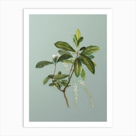 Vintage Swamp Titi Leaves Botanical Art on Mint Green n.0901 Art Print