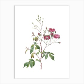 Vintage Pink Noisette Roses Botanical Illustration on Pure White n.0816 Art Print