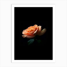 Rose On A Black Background 32 Art Print