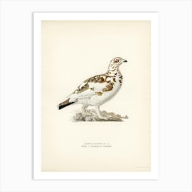 Willow Ptarmigan, The Von Wright Brothers Art Print