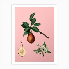 Vintage Pear Botanical on Soft Pink n.0648 Art Print