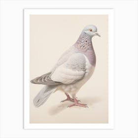 Vintage Bird Drawing Pigeon 2 Art Print