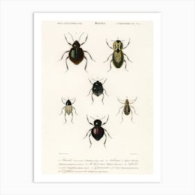 Different Types Of Beetles, Charles Dessalines D'Orbigny 8 Art Print