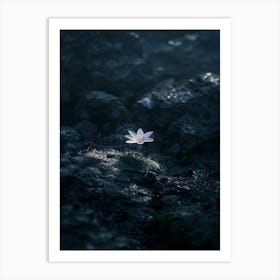 Lotus Flower 42 Art Print