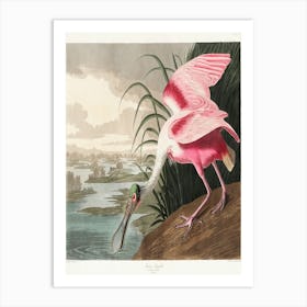 Spoonbill Art Print