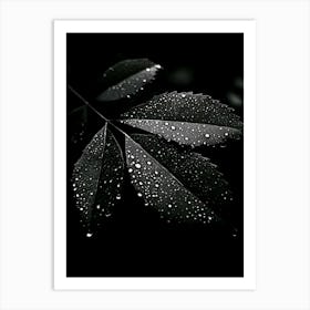 Black Leaf With Water Droplets Art Print