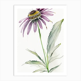 Echinacea Herb Minimalist Watercolour 1 Art Print