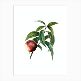 Vintage Peach Botanical Illustration on Pure White n.0885 Art Print