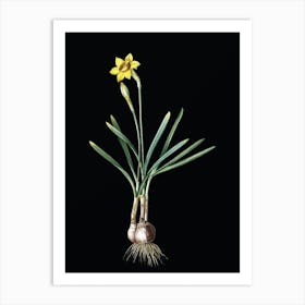 Vintage Narcissus Gouani Botanical Illustration on Solid Black Art Print