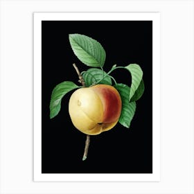 Vintage Snow Calville Apple Botanical Illustration on Solid Black n.0819 Art Print