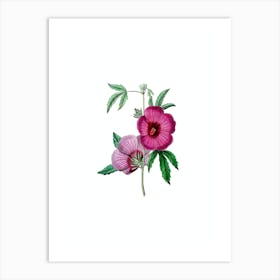 Vintage Mr. Lindley's Hibiscus Botanical Illustration on Pure White Art Print