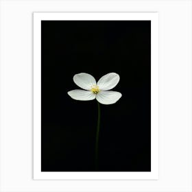 Single White Flower On A Black Background 1 Art Print