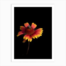 Bee On A Flower Art Print