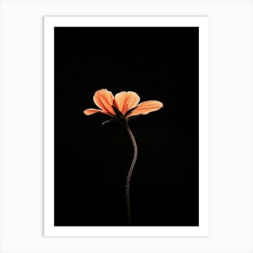 Single Flower On A Black Background 6 Art Print