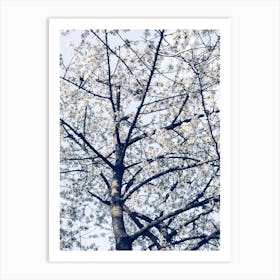 Blossom Tree In Spring Art Print