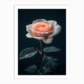 Pink Rose On Black Background 9 Art Print