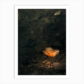 Flower In The Dark 50 Art Print