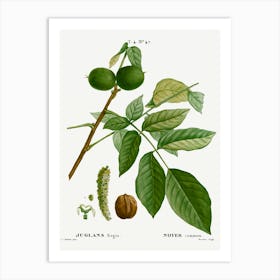 English Walnut, Pierre Joseph Redoute Art Print