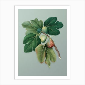 Vintage Common Fig Botanical Art on Mint Green n.0360 Art Print