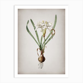Vintage Sea Daffodil Botanical on Parchment n.0385 Art Print