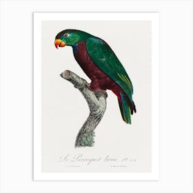The Red Billed Parrot From Natural History Of Parrots, Francois Levaillant Art Print
